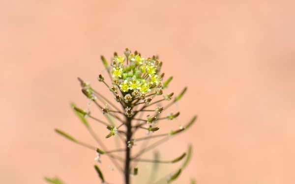 Descurainia pinnata, Western Tansymustard, Southwest Desert Flora Descurainia pinnata, Western Tansymustard, Southwest Desert Flora